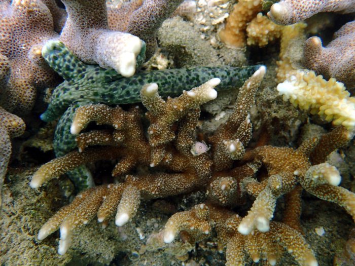 Linckia guildingi