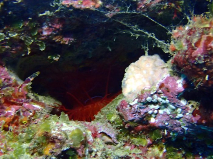 Ctenoides ales