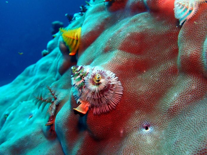 Spirobranchus corniculatus
