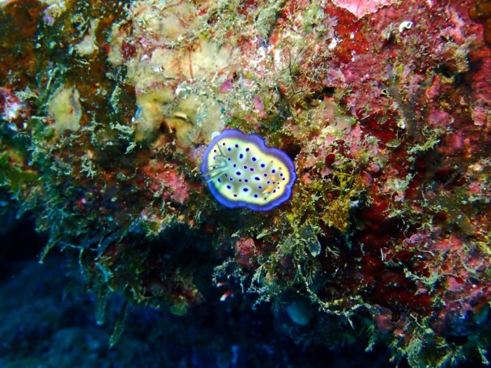 Goniobranchus kuniei