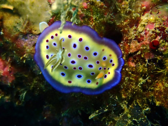 Goniobranchus kuniei