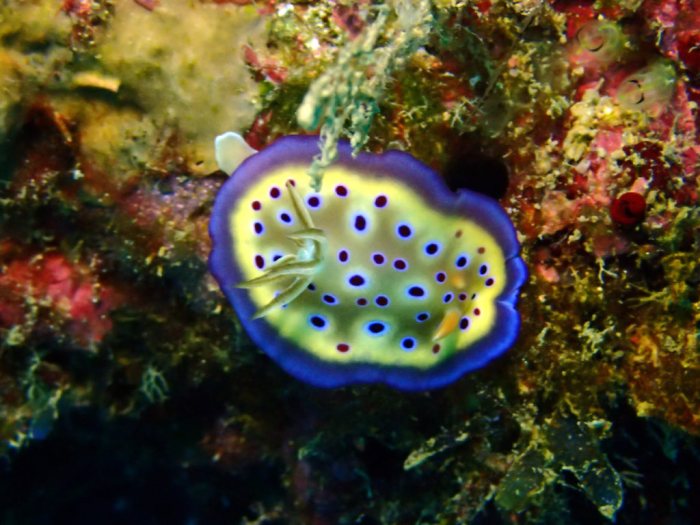 Goniobranchus kuniei