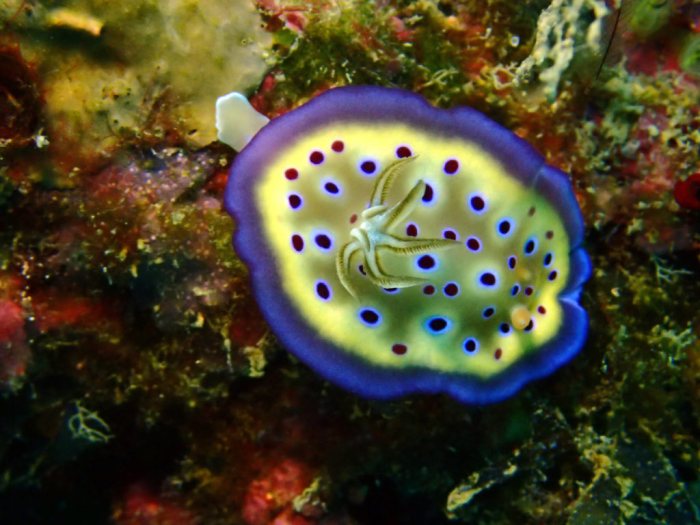 Goniobranchus kuniei