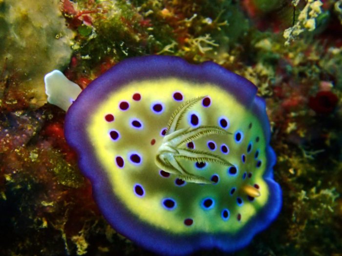 Goniobranchus kuniei