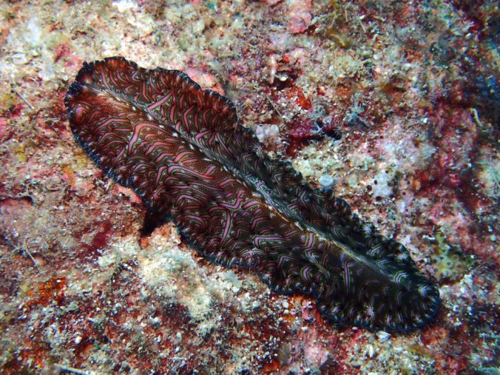 Pseudobiceros bedfordi