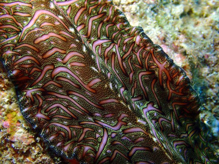 Pseudobiceros bedfordi