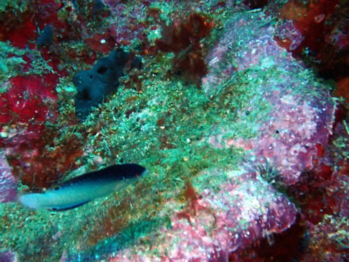 Anampses neoguinaicus