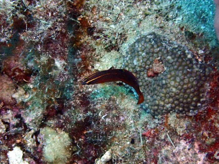 Halichoeres biocellatus