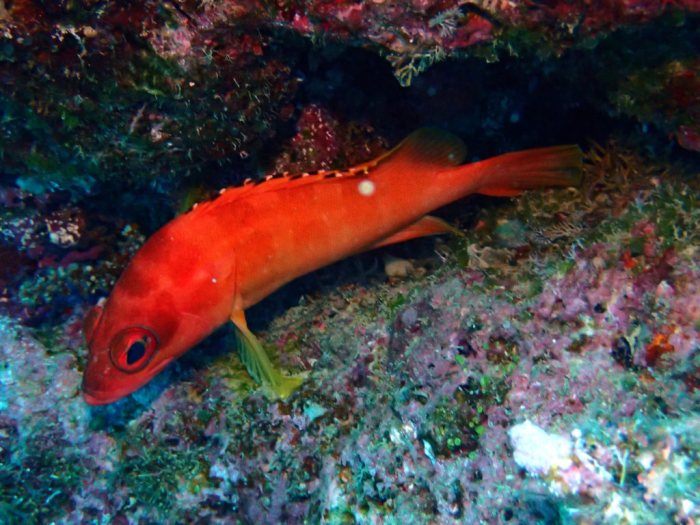 Epinephelus fasciatus
