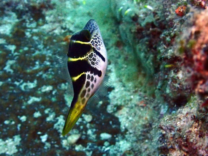 Paraluteres prionurus