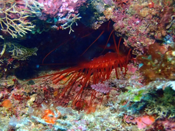 Ctenoides ales