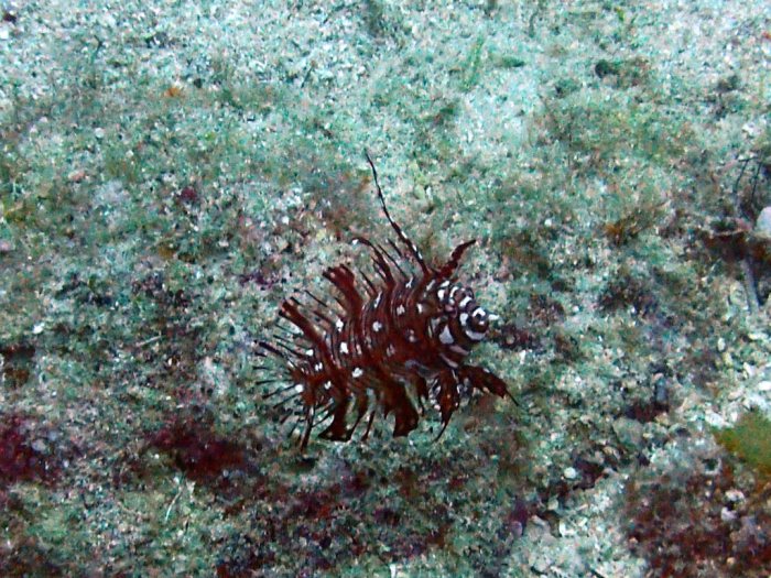 Novaculichthys taeniourus