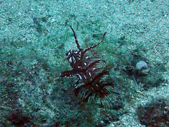 Novaculichthys taeniourus