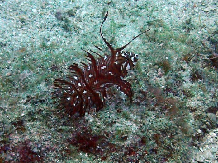 Novaculichthys taeniourus