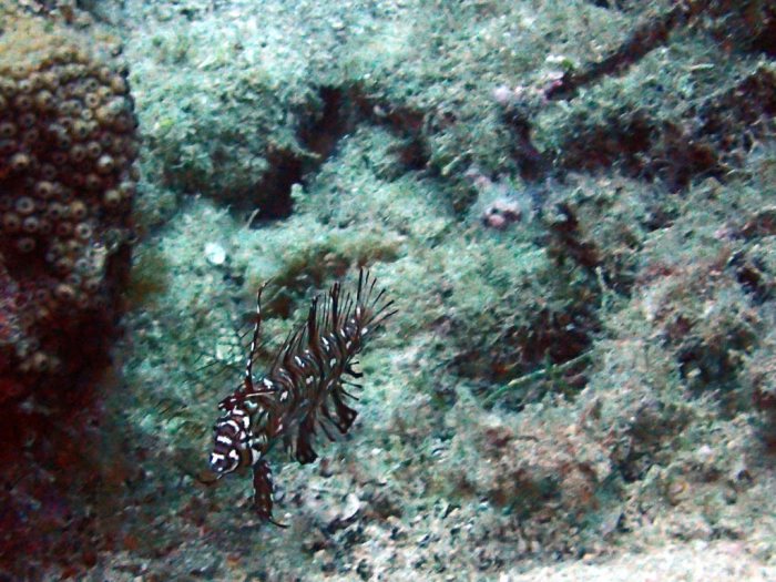 Novaculichthys taeniourus