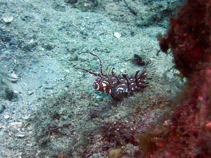 Novaculichthys taeniourus