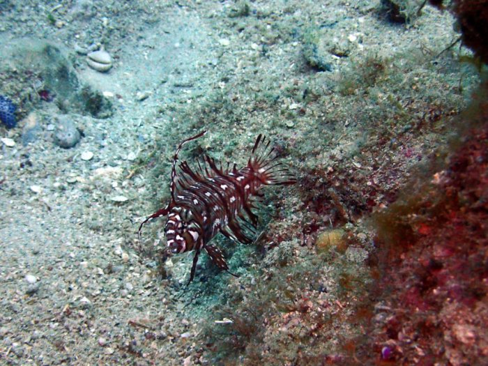 Novaculichthys taeniourus