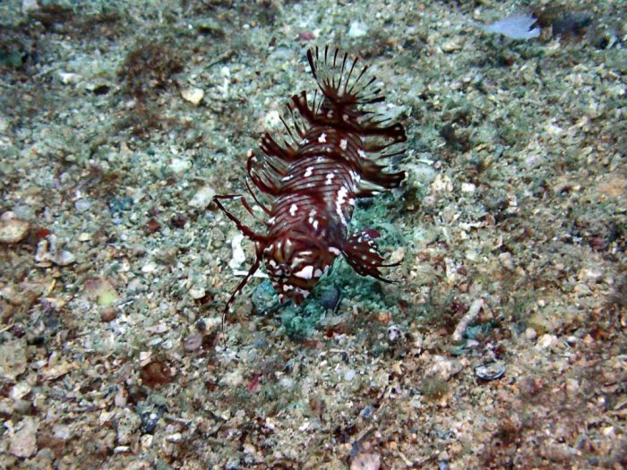 Novaculichthys taeniourus