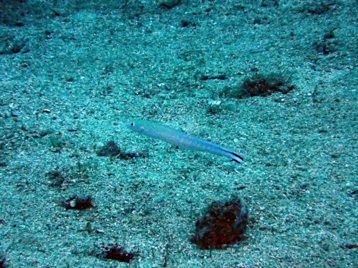 Malacanthus brevirostris