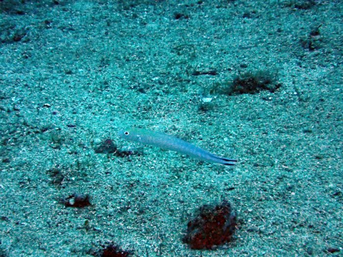 Malacanthus brevirostris