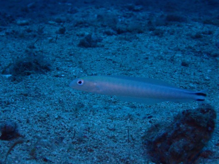 Malacanthus brevirostris