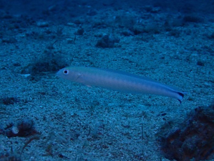 Malacanthus brevirostris