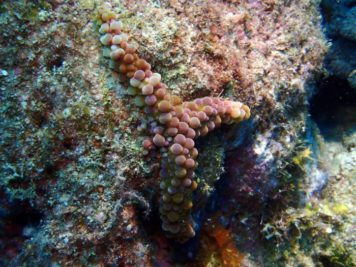 Echinaster callosus