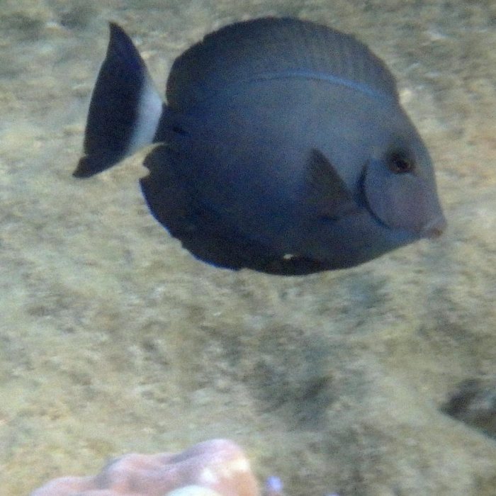 Acanthurus blochii