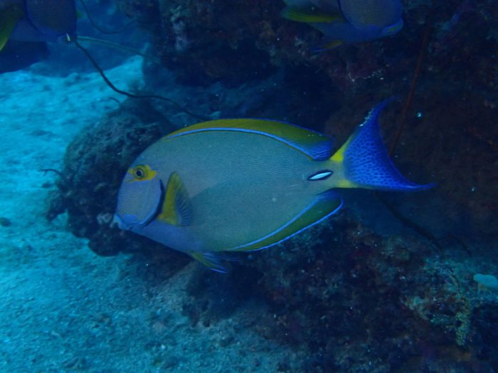 Acanthurus xanthopterus