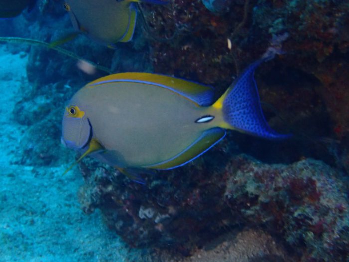 Acanthurus xanthopterus