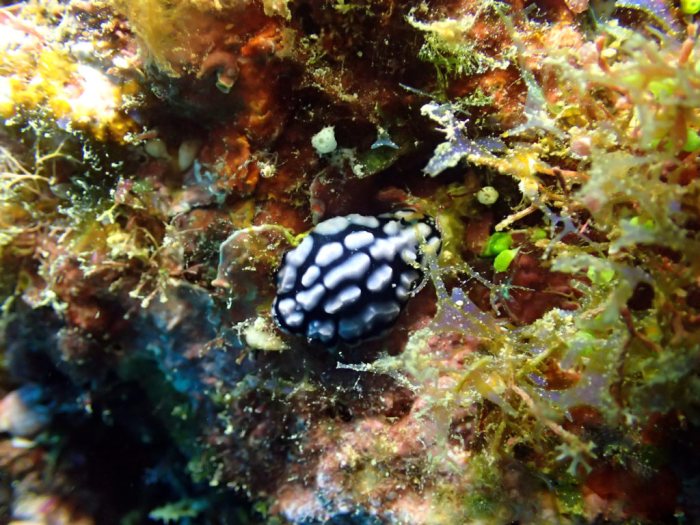 Phyllidiella pustulosa