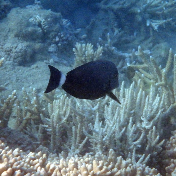 Acanthurus blochii