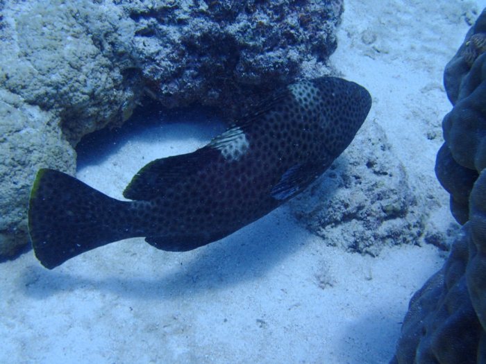Epinephelus maculatus