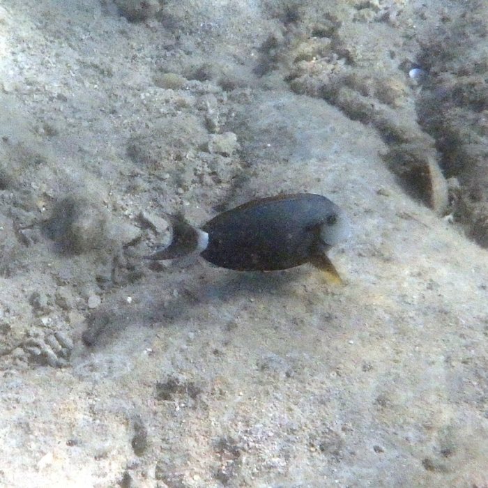 Acanthurus blochii