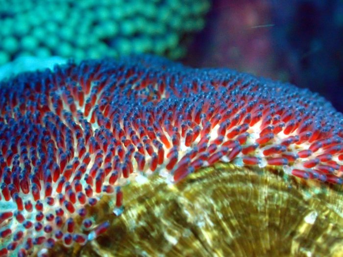 Amphiprion akindynos