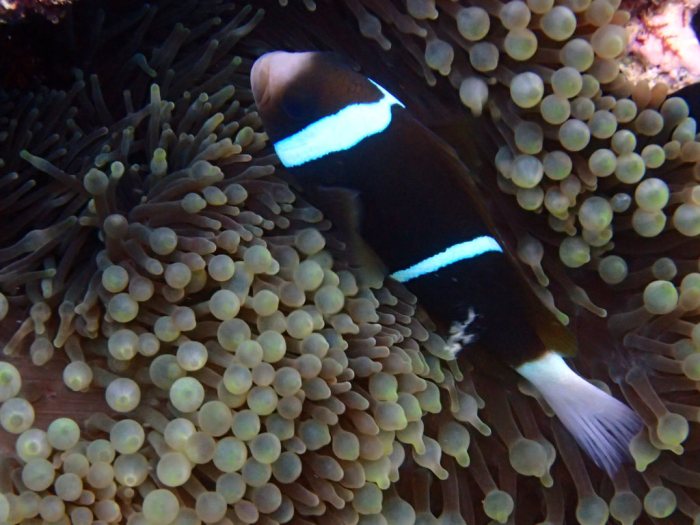 Amphiprion akindynos