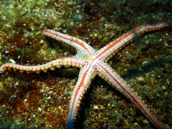 Gastrolepidia clavigera