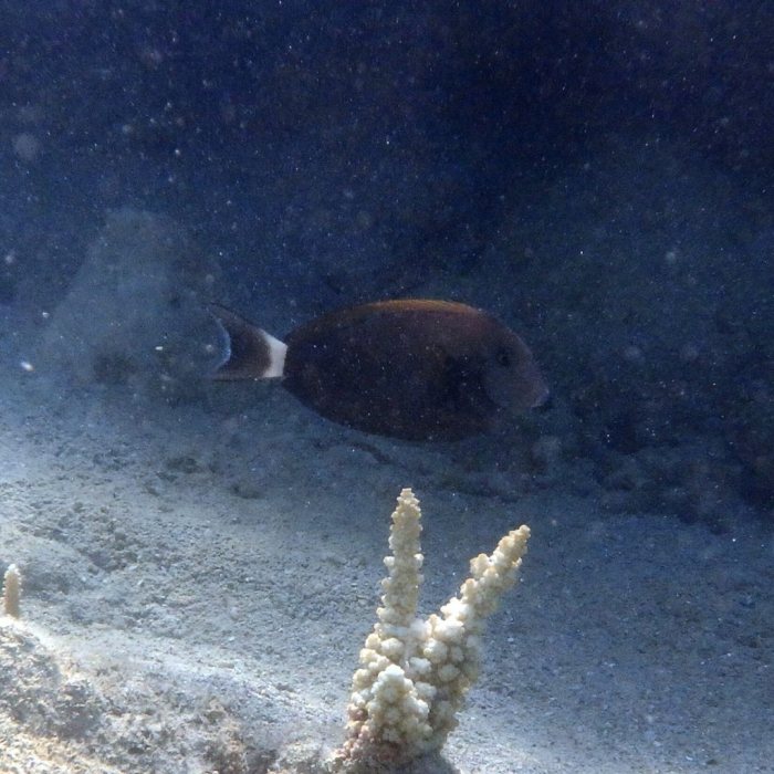 Acanthurus blochii