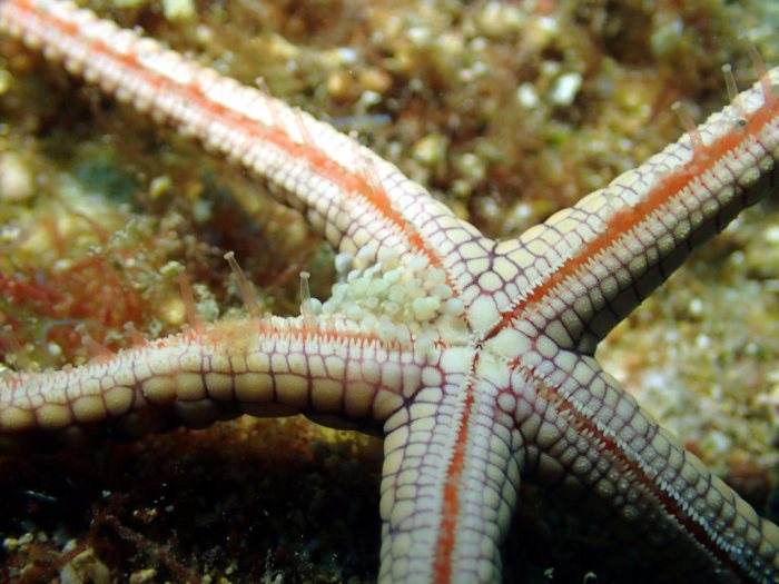 Gastrolepidia clavigera