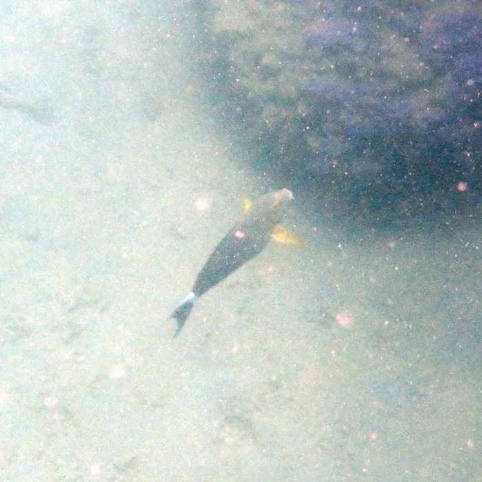 Acanthurus blochii