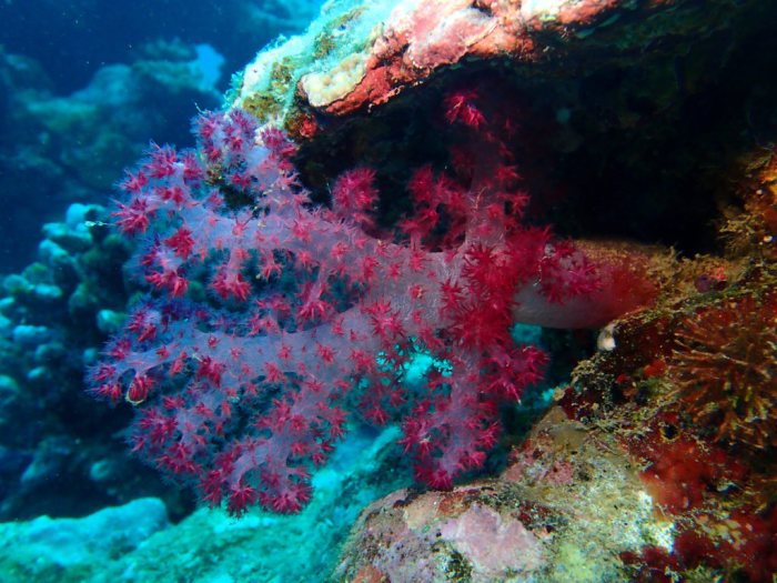 Dendronephthya sp.