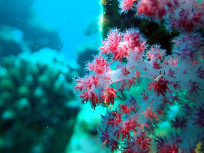 Dendronephthya sp.