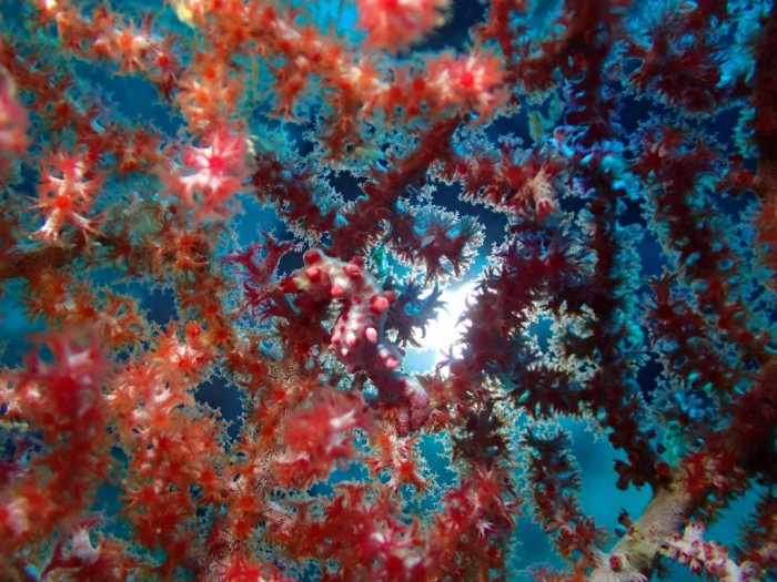 Hippocampus bargibanti