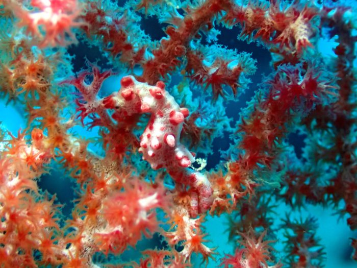 Hippocampus bargibanti