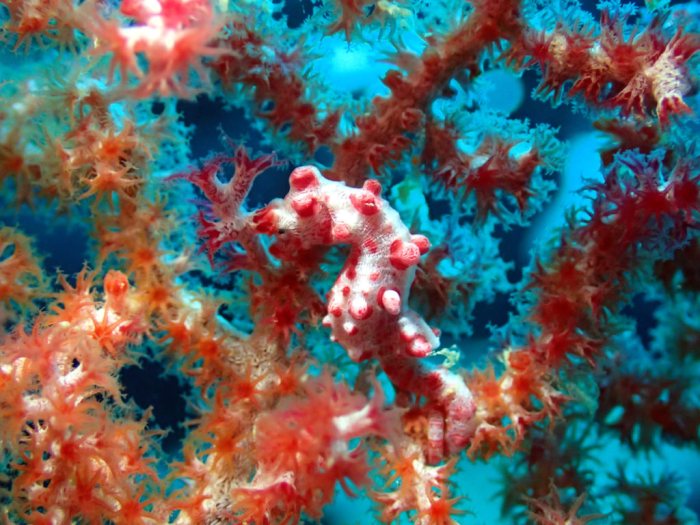 Hippocampus bargibanti
