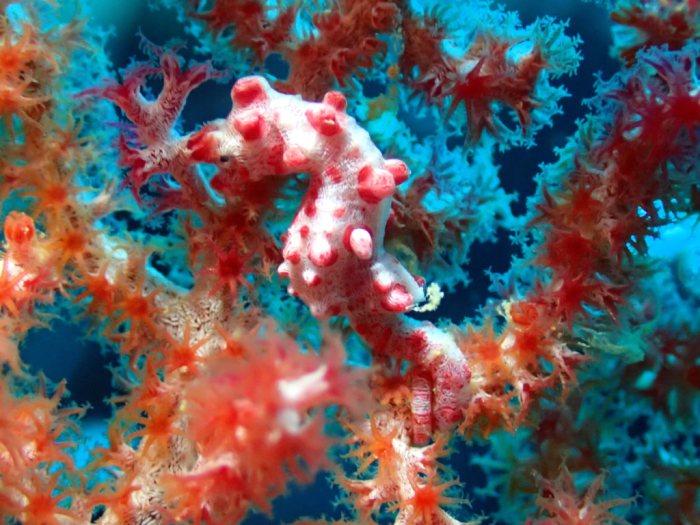 Hippocampus bargibanti
