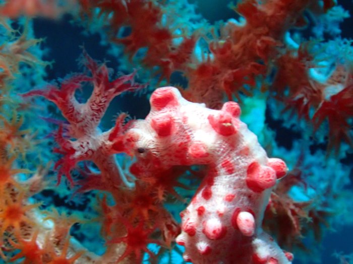 Hippocampus bargibanti