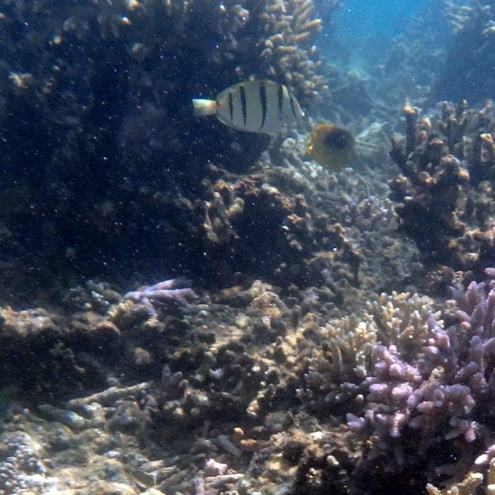 Acanthurus triostegus