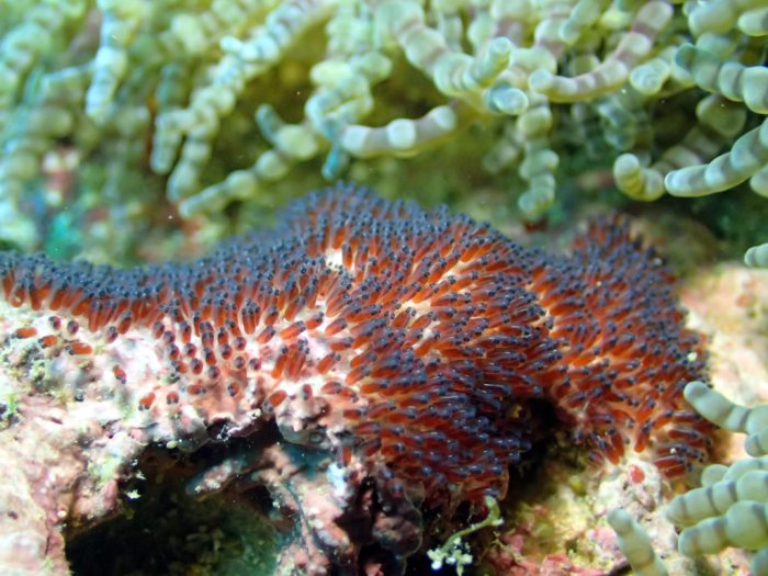 Amphiprion clarkii