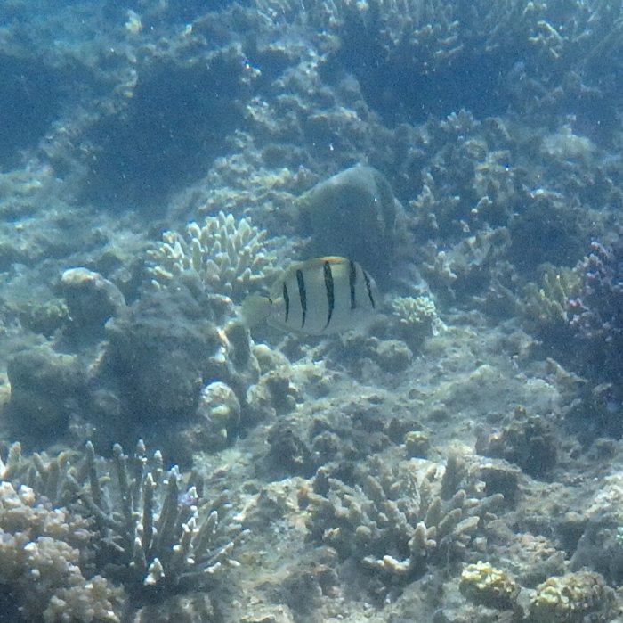 Acanthurus triostegus